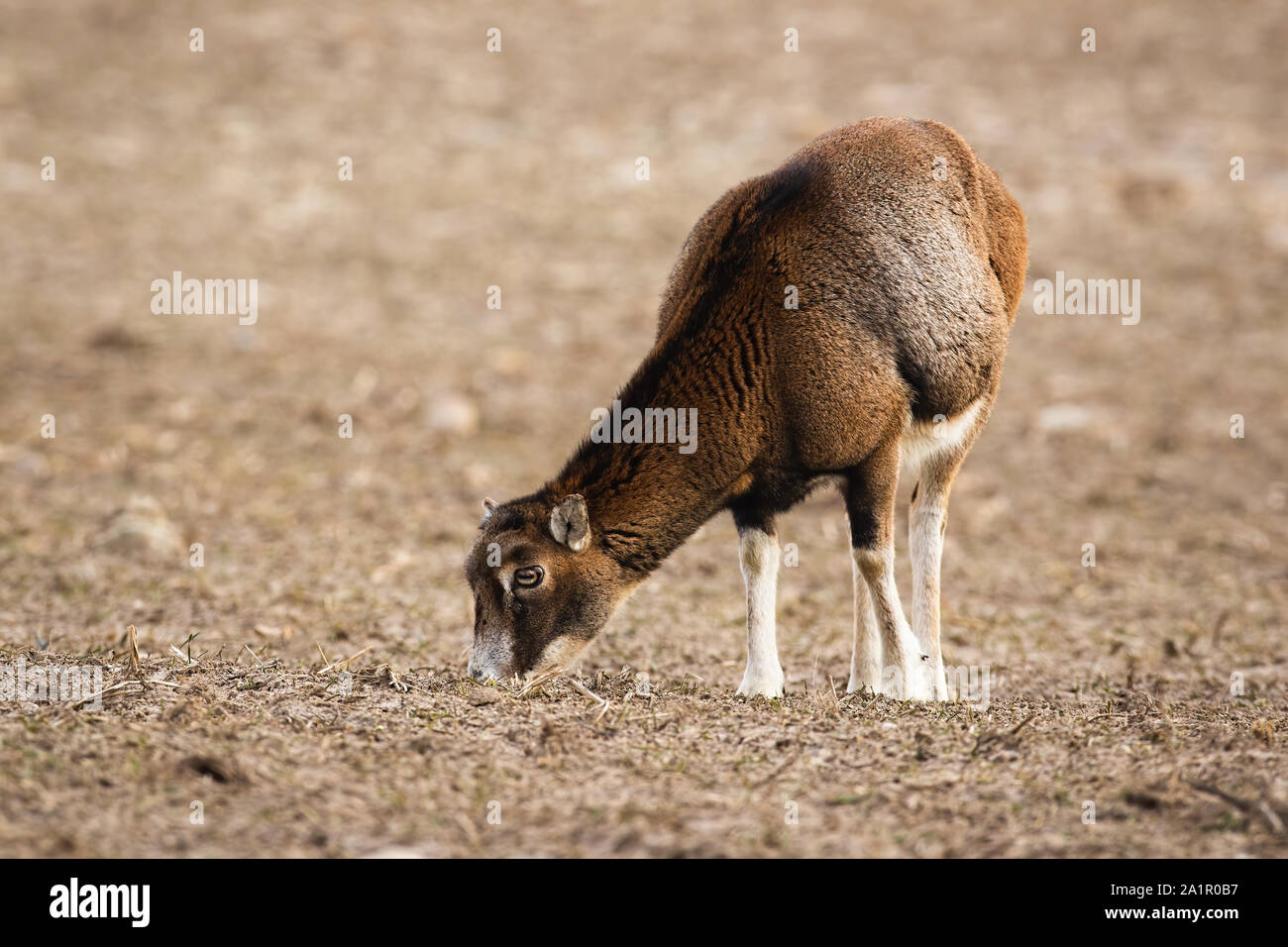 Wild mouflon female sheep grazing on a field with short dry grass in winter Stock Photo