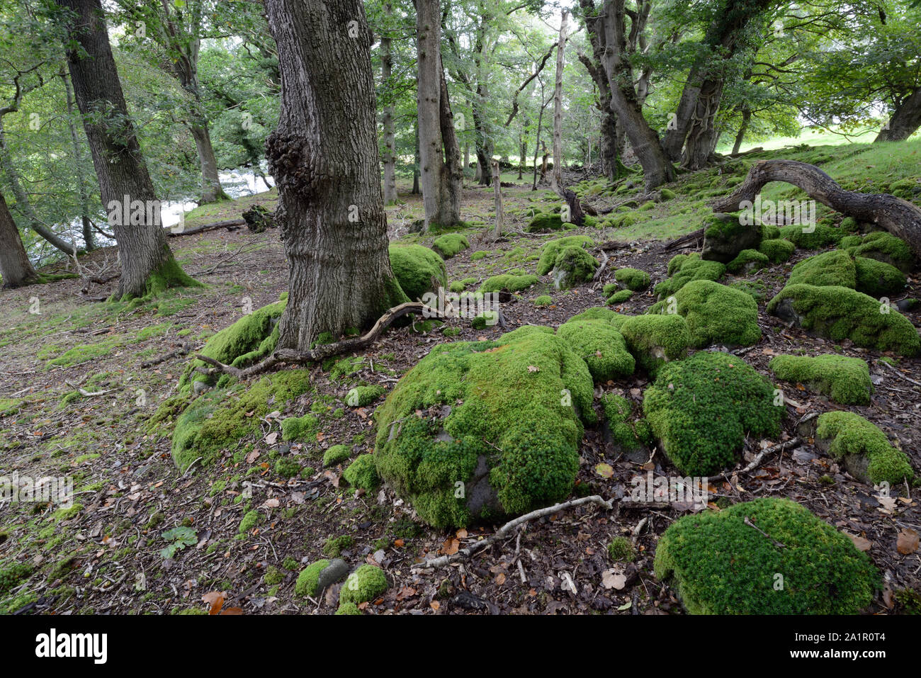 Mossy woodland known as Coed Cochwillan in the Ogwen Valley, North Wales.. Stock Photo