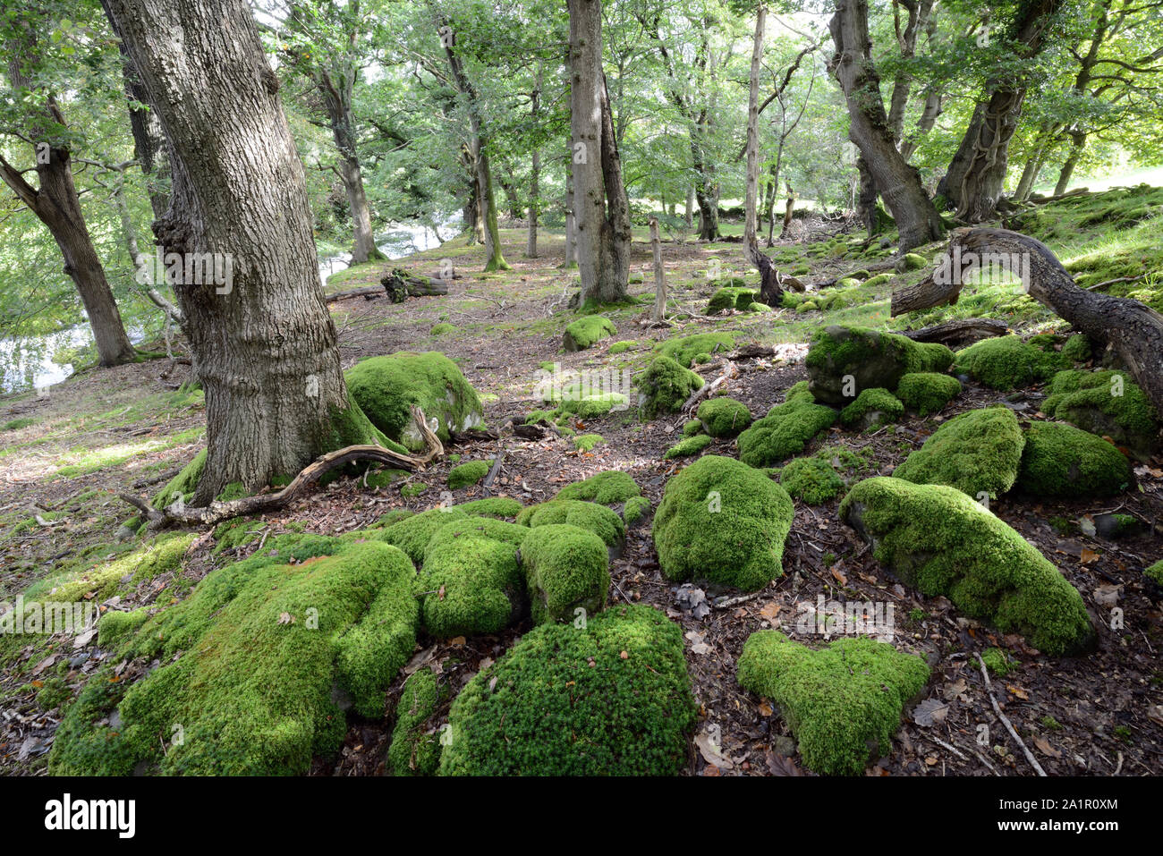 Mossy woodland known as Coed Cochwillan in the Ogwen Valley, North Wales.. Stock Photo