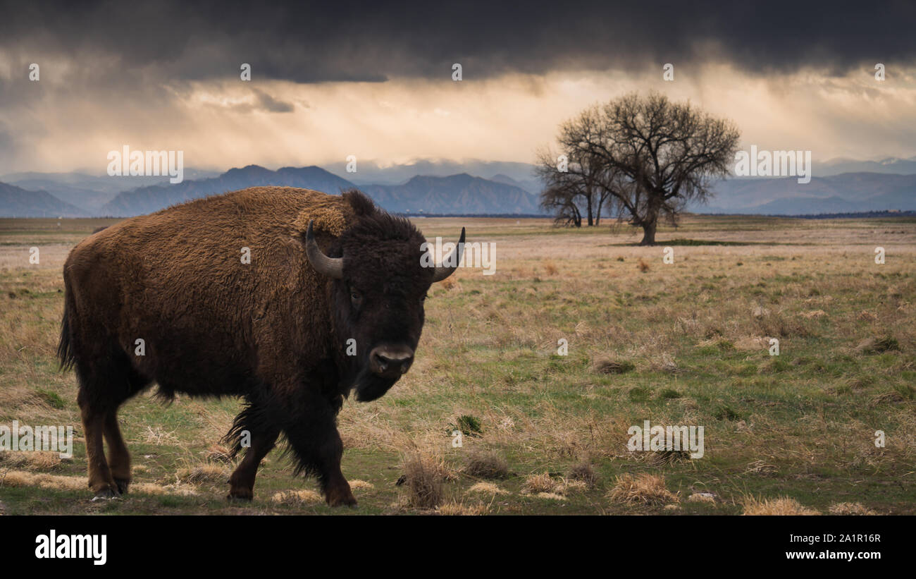 Bison at Denver's Rocky Mountain Arsenal Stock Photo
