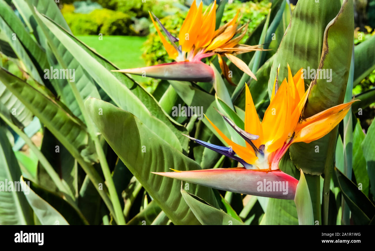 Bird of paradise flower Stock Photo Alamy