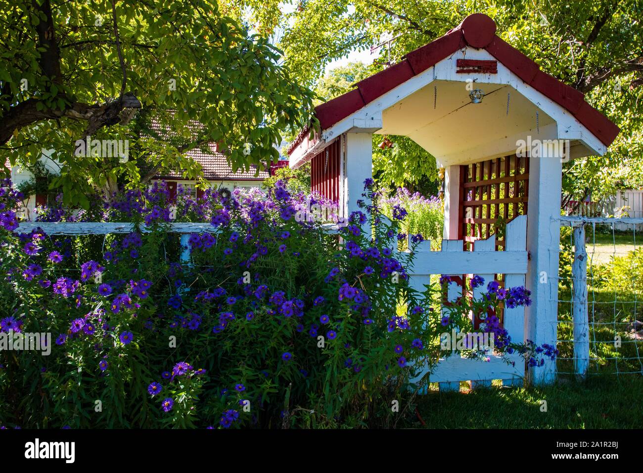 Old fashioned Asters and colorful garden gate entrance to rural garden. Stock Photo