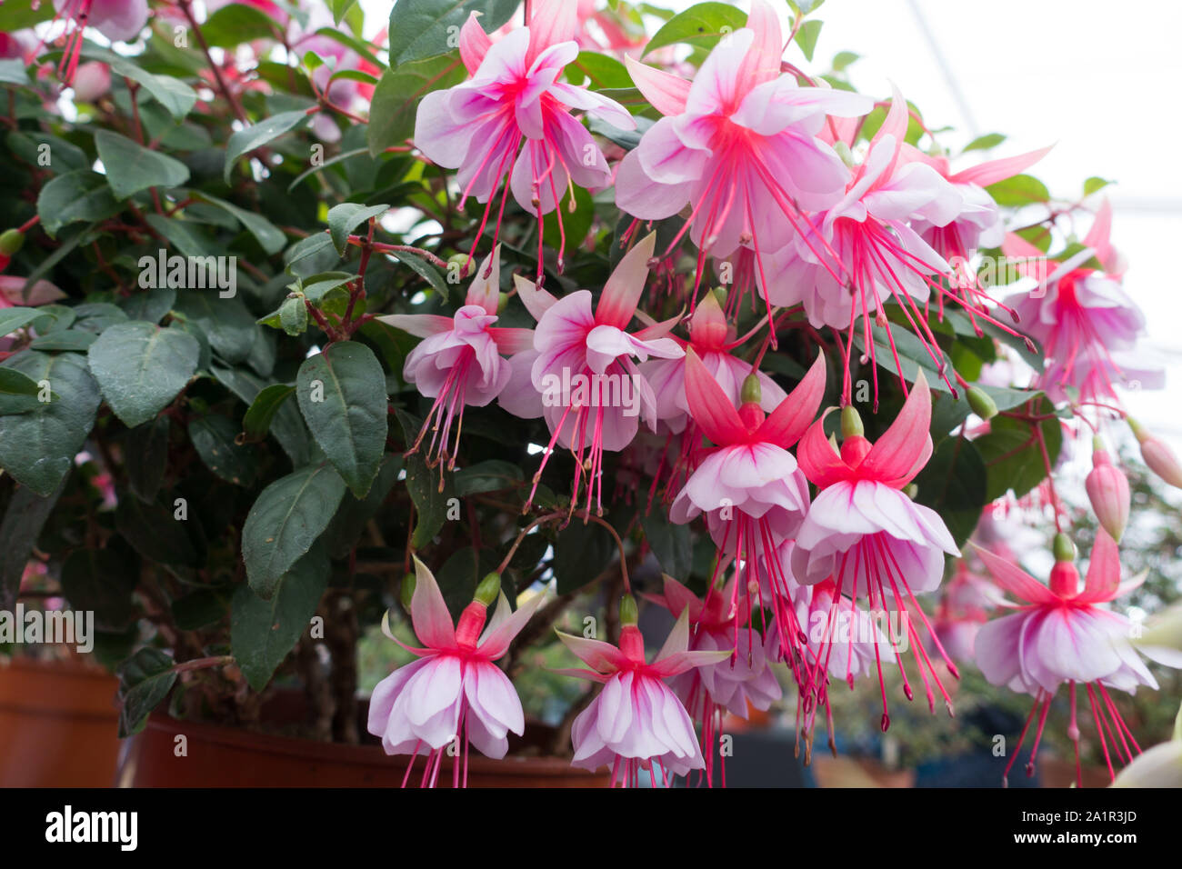 Fuschia Lyn Patricia Stock Photo