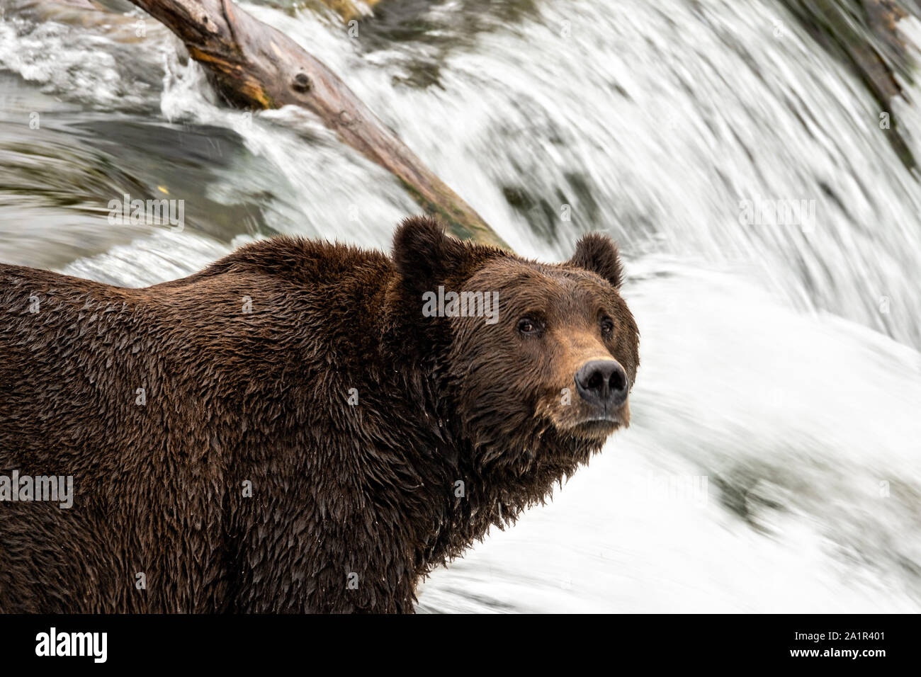 An adult Brown Bear known as 151 Walker, watches for spawning Sockeye Salmon at the lip of Brooks Falls in Katmai National Park and Preserve September 15, 2019 near King Salmon, Alaska. The park spans the worlds largest salmon run with nearly 62 million salmon migrating through the streams which feeds some of the largest bears in the world. Stock Photo