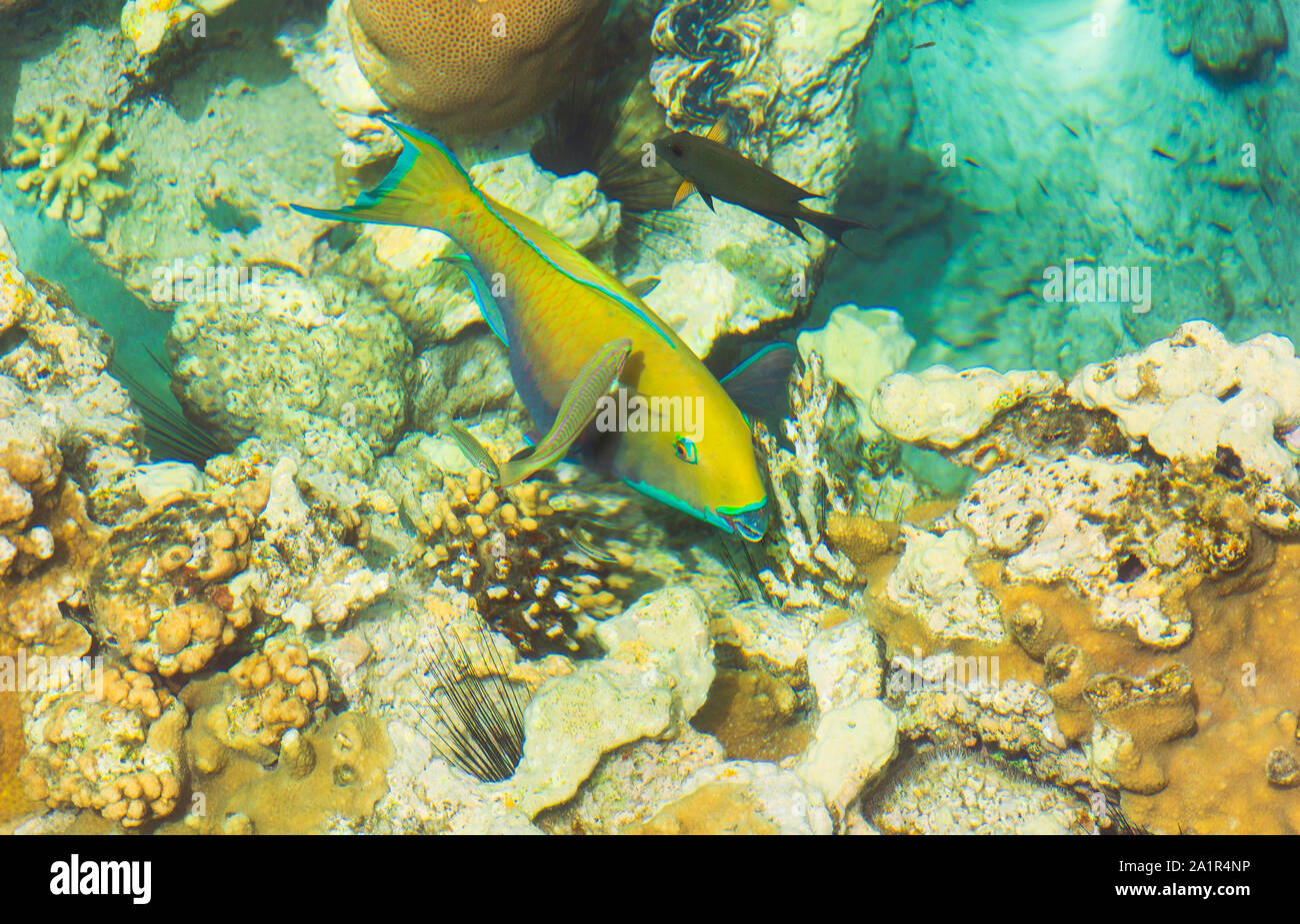parrotfish and wrasse swim among the corals and urchins in the gulf of eilat akaba near coral beach in israel Stock Photo