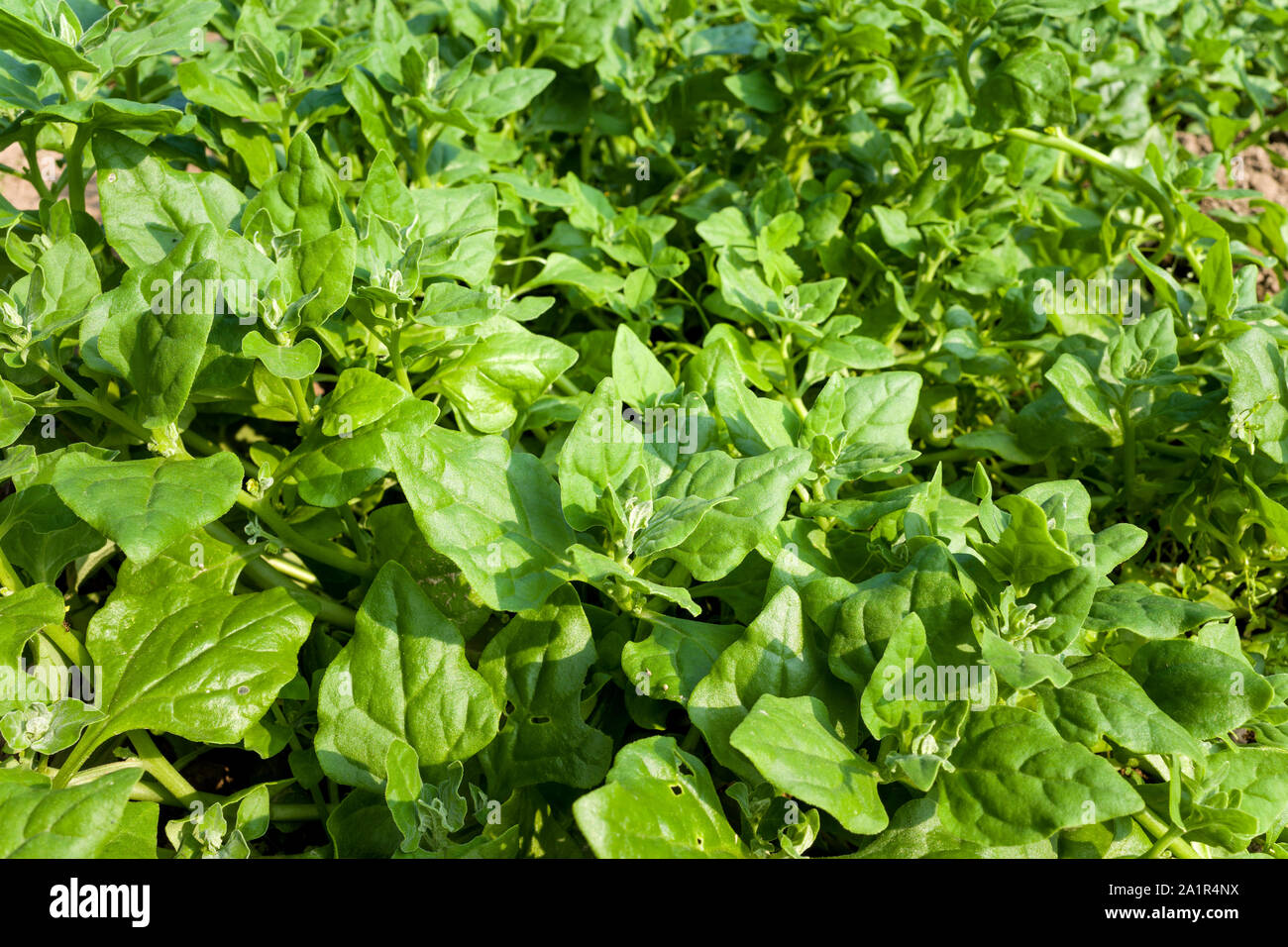New Zealand spinach in the garden Stock Photo