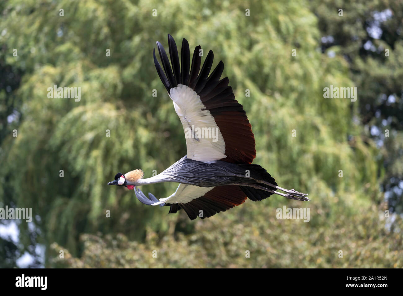 black crowned crane (Balearica pavonina) in flight Stock Photo