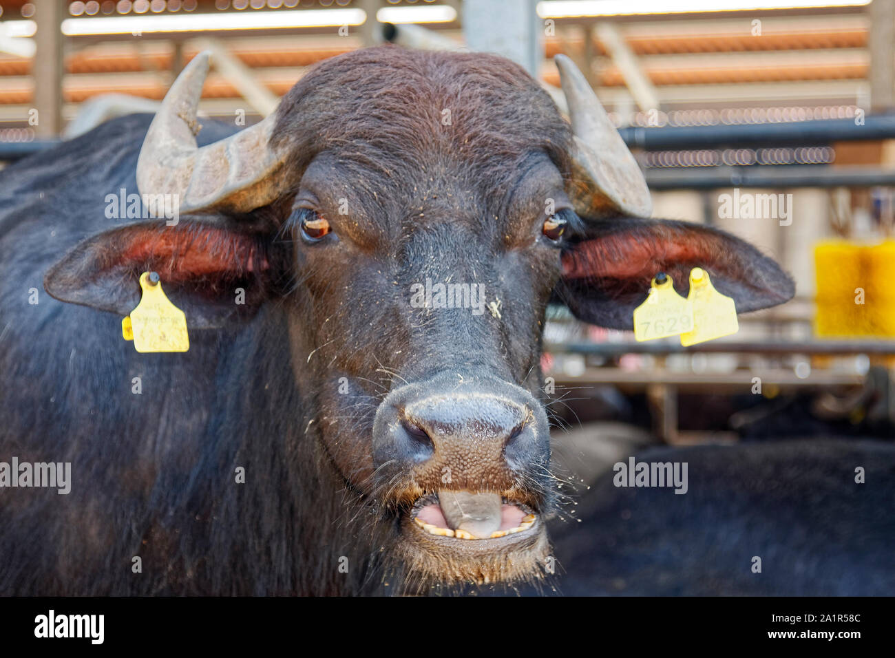 Buffalo mozzarella italy hires stock photography and images Alamy