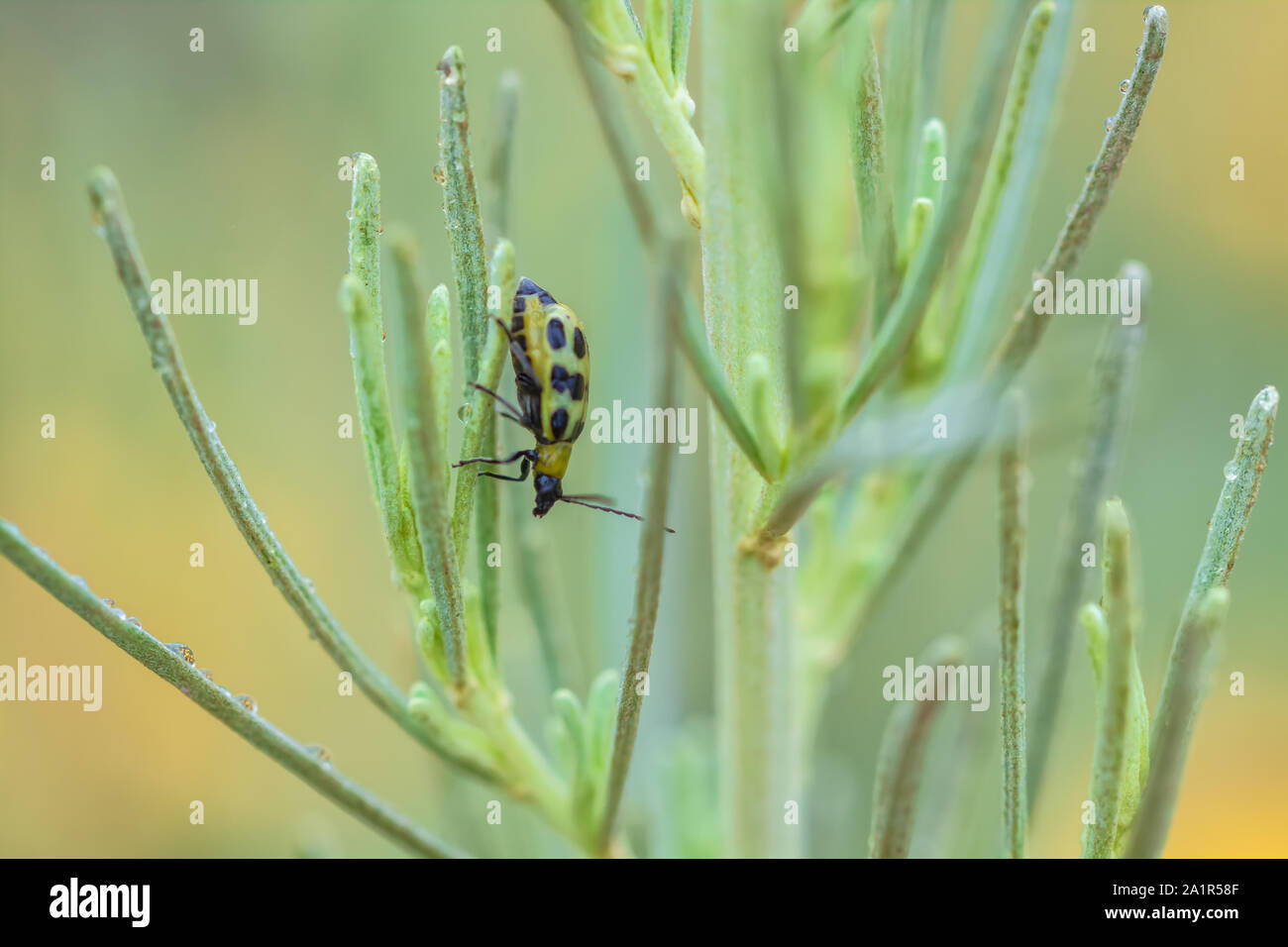 Close up of a spotted cucumber beetle (Diabrotica undecimpunctata) Stock Photo