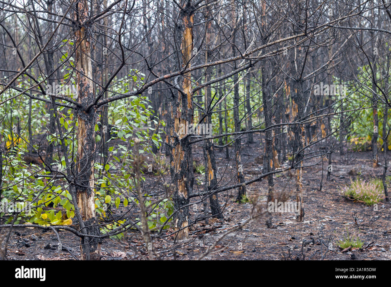 Burned forest nature pollution. Pine trees after fire. Nature wood