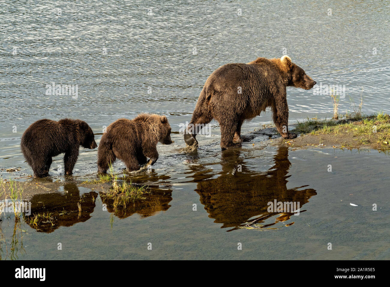 A Brown Bear Sow And Cubs Walk Inline Along The Lower Brooks River In Katmai National Park And Preserve September 16 2019 Near King Salmon Alaska The Park Spans The Worlds Largest