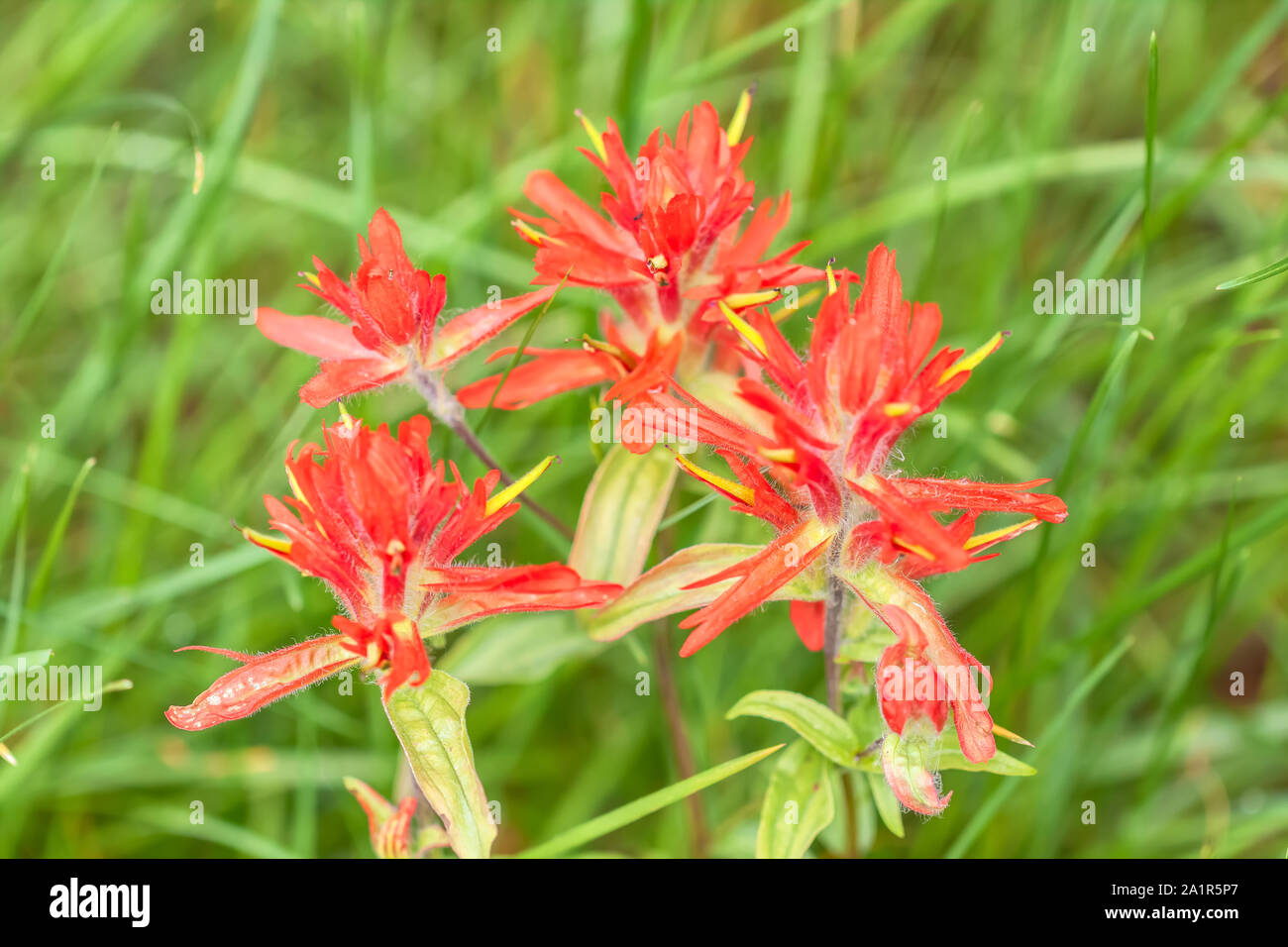 Indian paintbrush flower hires stock photography and images Alamy