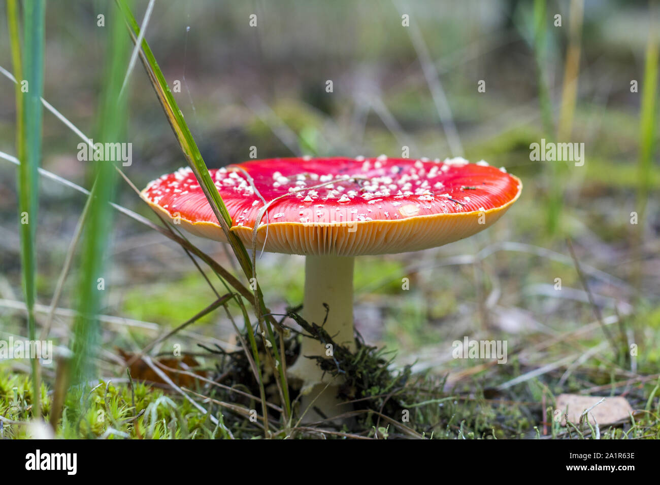 Red fly agaric growing in wood. Danger inedible toxic mushroom Stock Photo