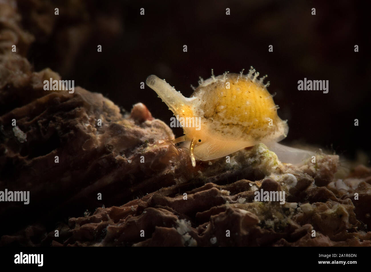 Cowry. Sea snail. Underwater macro from Ambon, Indonesia Stock Photo