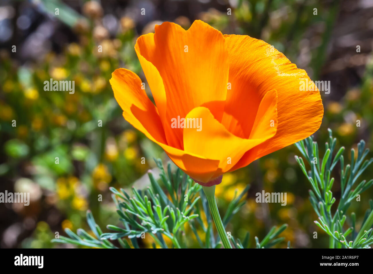 California State flower, California poppy Eschscholzia californica