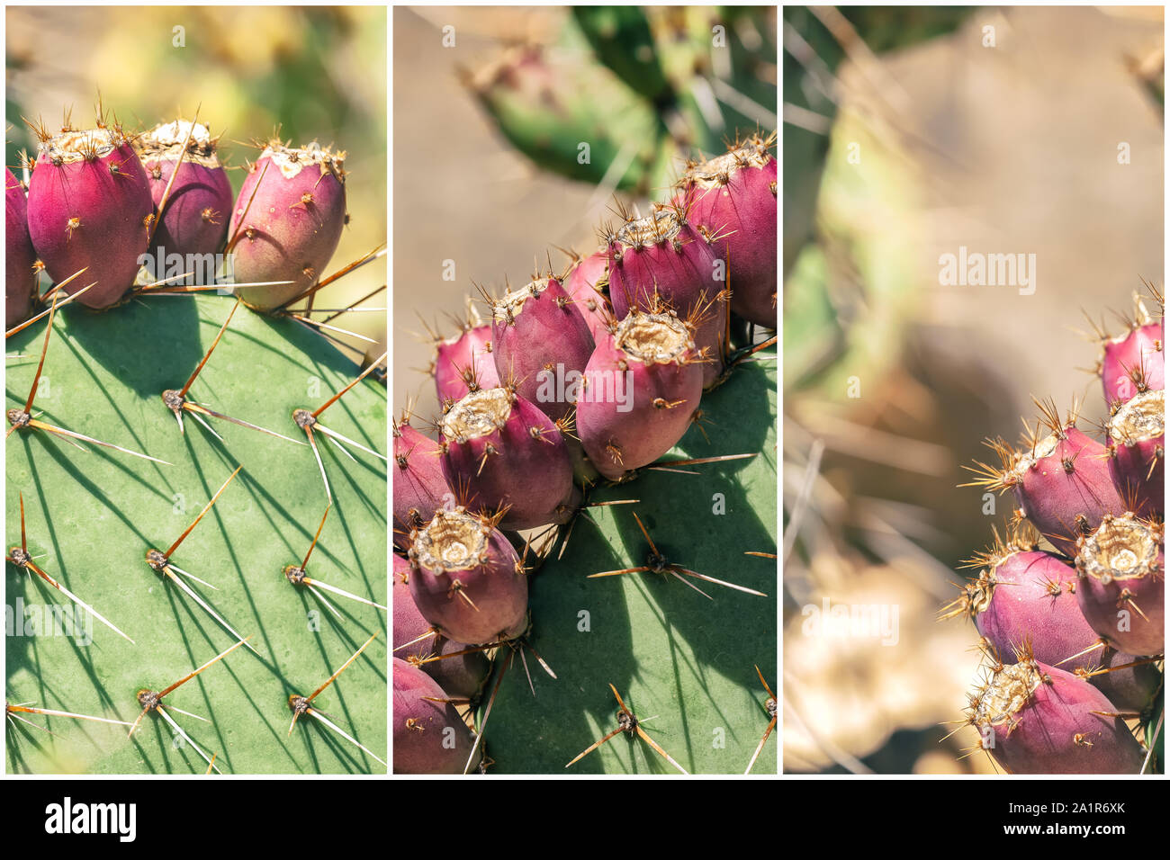 Triptych presentation of coastal prickly-pear (Opuntia littoralis) with fruit Stock Photo