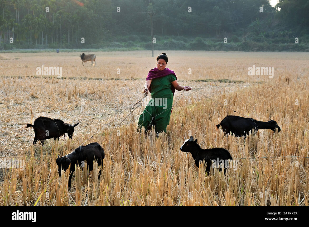 Woman raising her goats on a harvested paddy field in the village of Borakathal, Tripura State, Northeast India Stock Photo