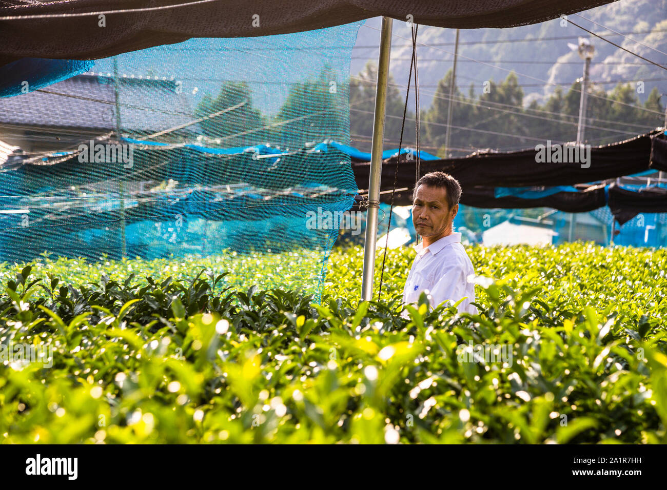Japanese Green Tea Farm of Shizuoka, Japan Stock Photo Alamy
