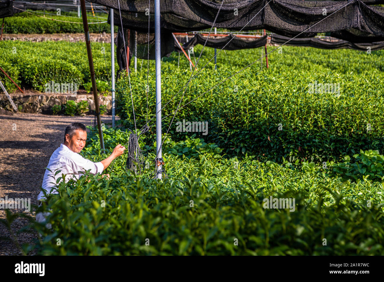 Japanese Green Tea Farm of Shizuoka, Japan Stock Photo