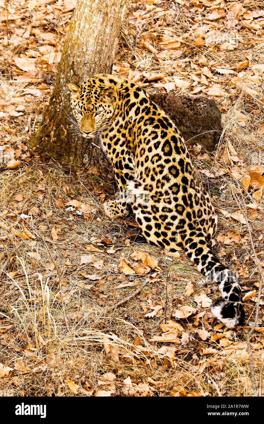 Amur leopard, Panthera pardus orientalis, Primorsky Krai. Russia, Asia ...