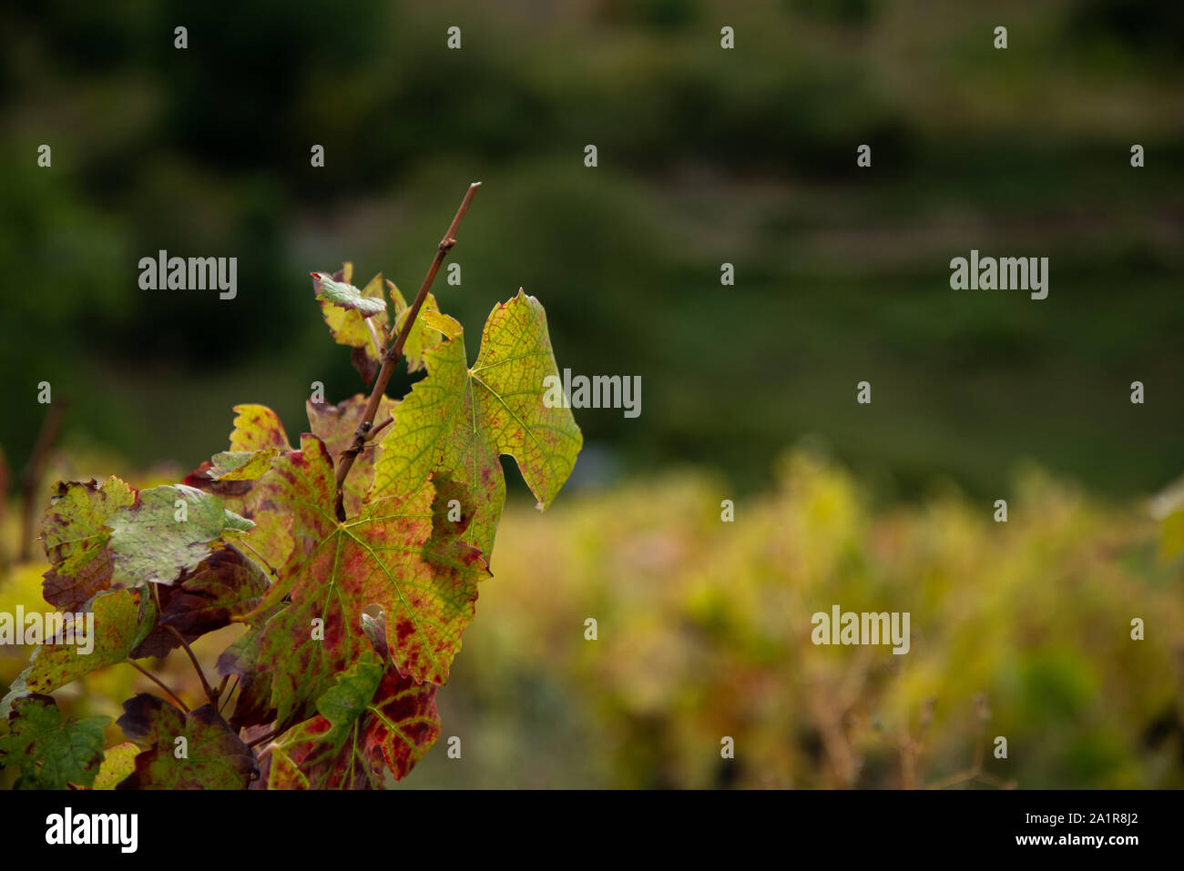 Autumn colours in the vineyards around Frontenas and Theizé (Beaujolais region). Stock Photo