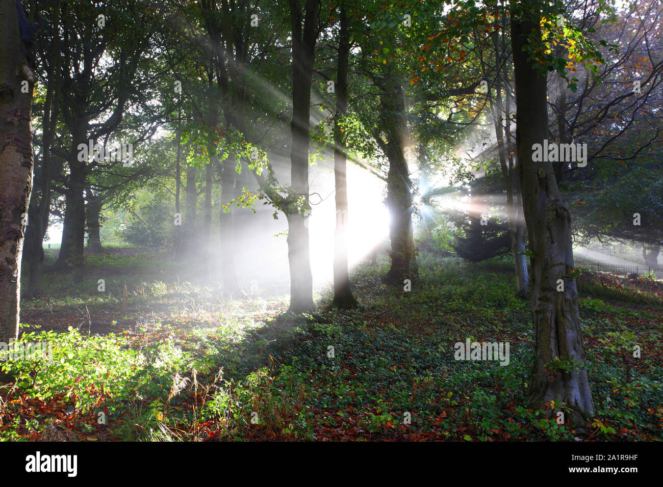 Crepuscular Rays Shining through woodland near Durham, England, United Kingdom. Stock Photo