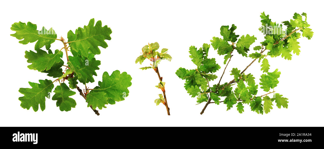 Twigs, leaves and oak buds, isolated on white background. Stock Photo