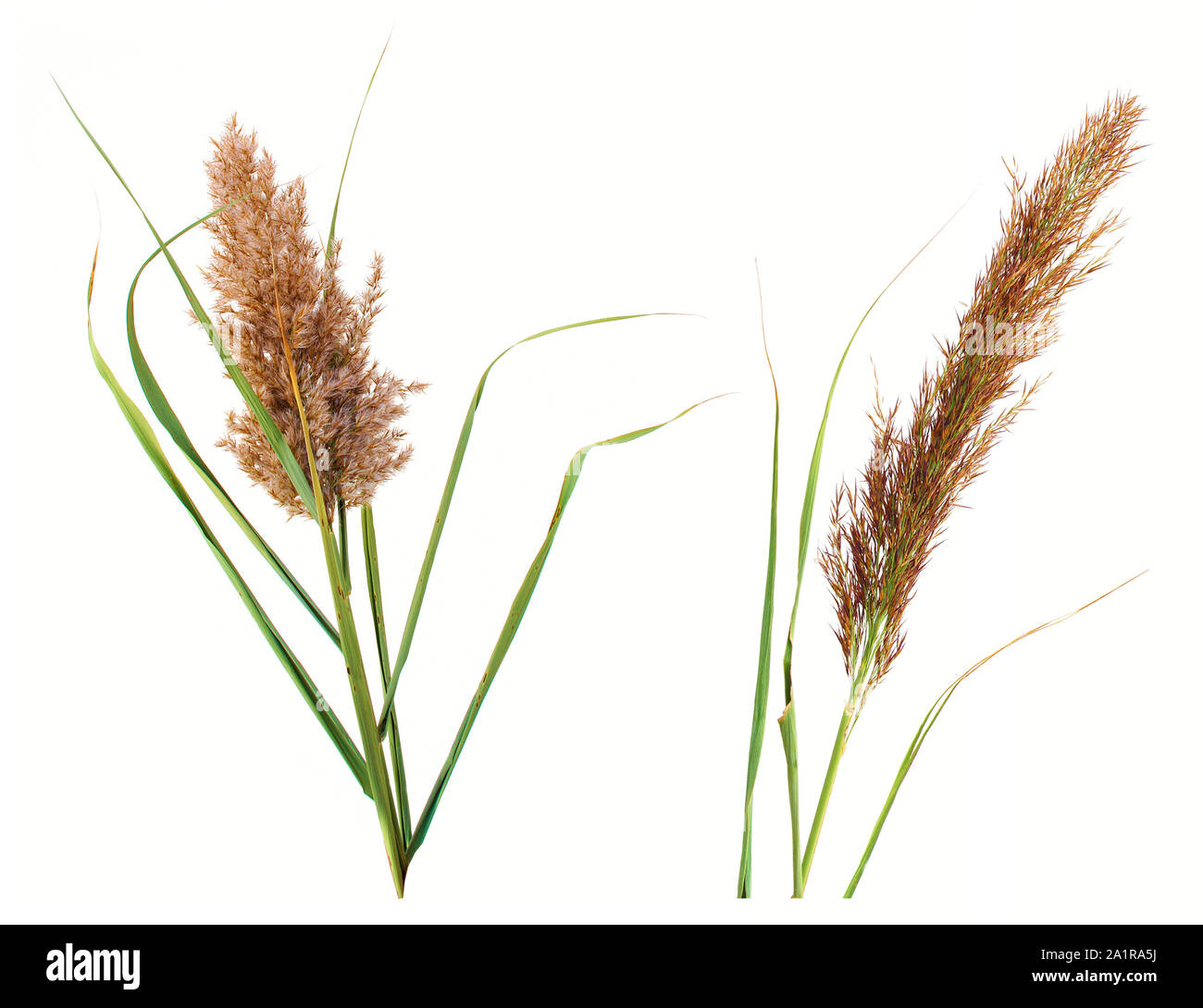 Reed stems, white background. Stock Photo