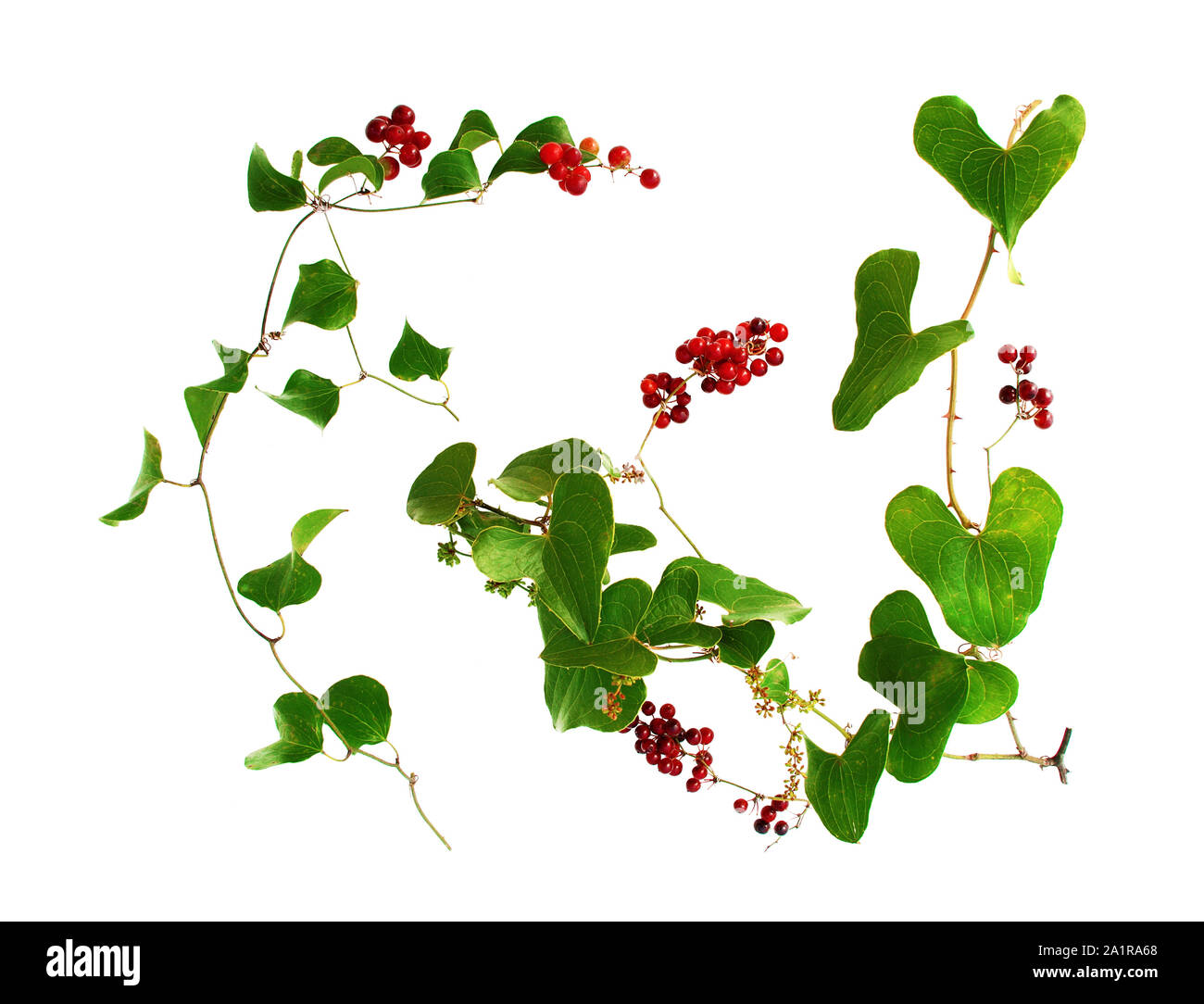 Sarsaparilla stems, white background. Red berries. Stock Photo