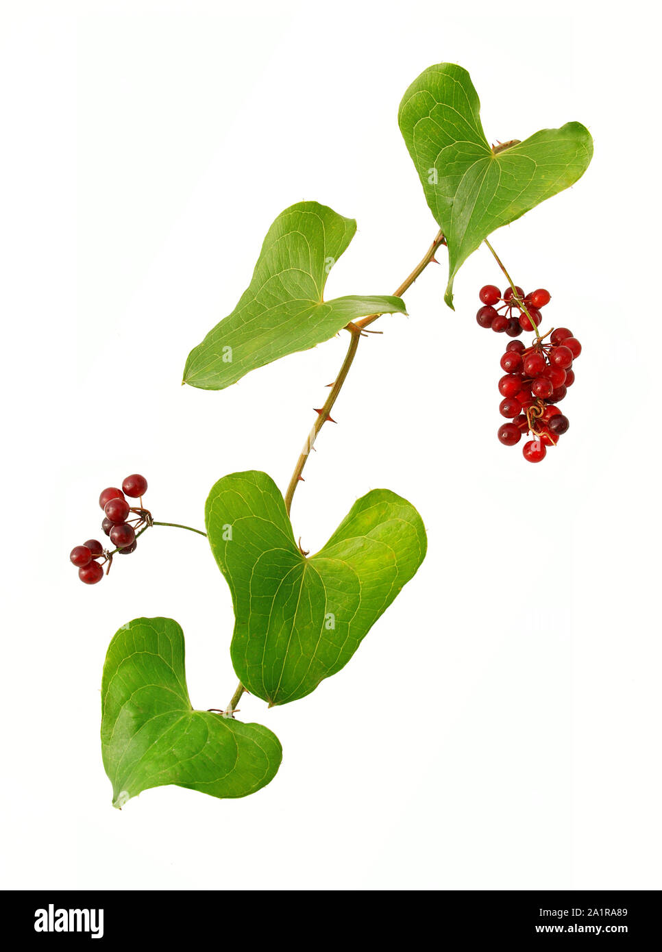Sarsaparilla stems, white background. Red berries. Stock Photo