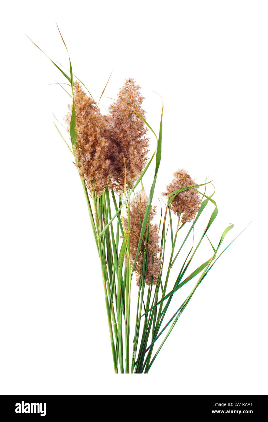 Blooming reed sheaf isolated on white background. Stock Photo