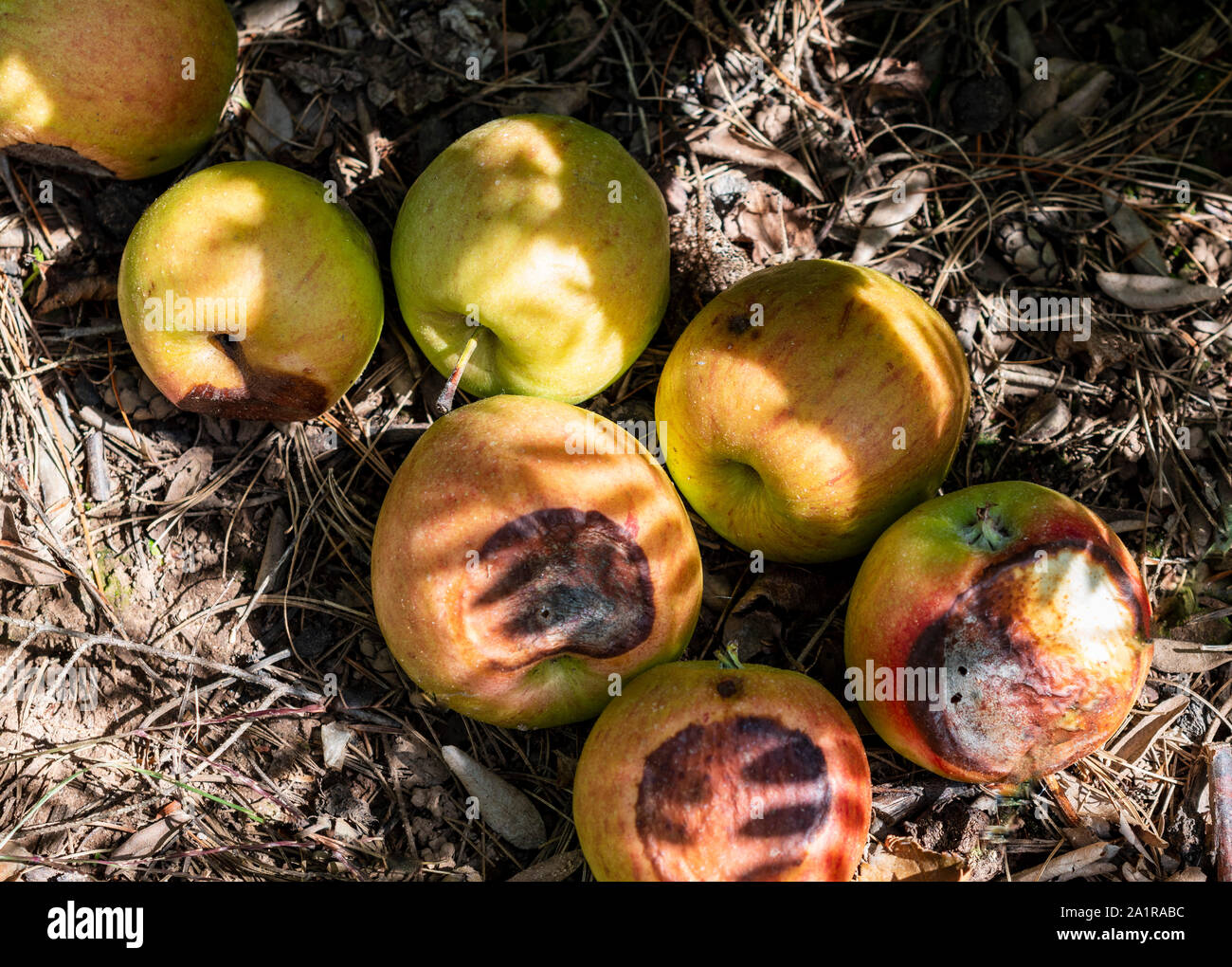 a few rotten apples Stock Photo