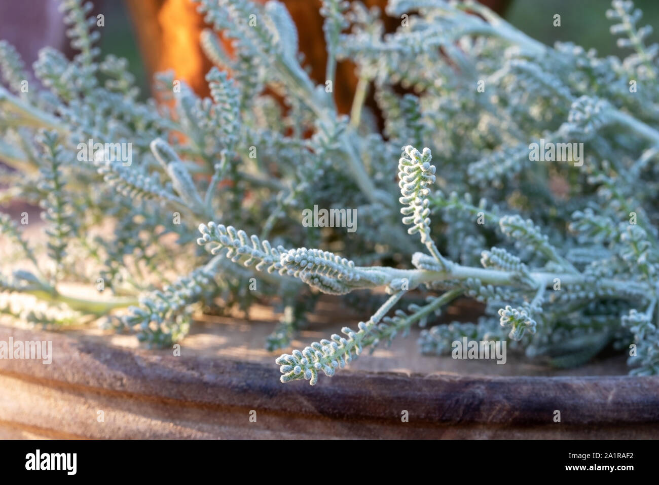 Closeup of fresh Santolina chamaecyparissus plant Stock Photo