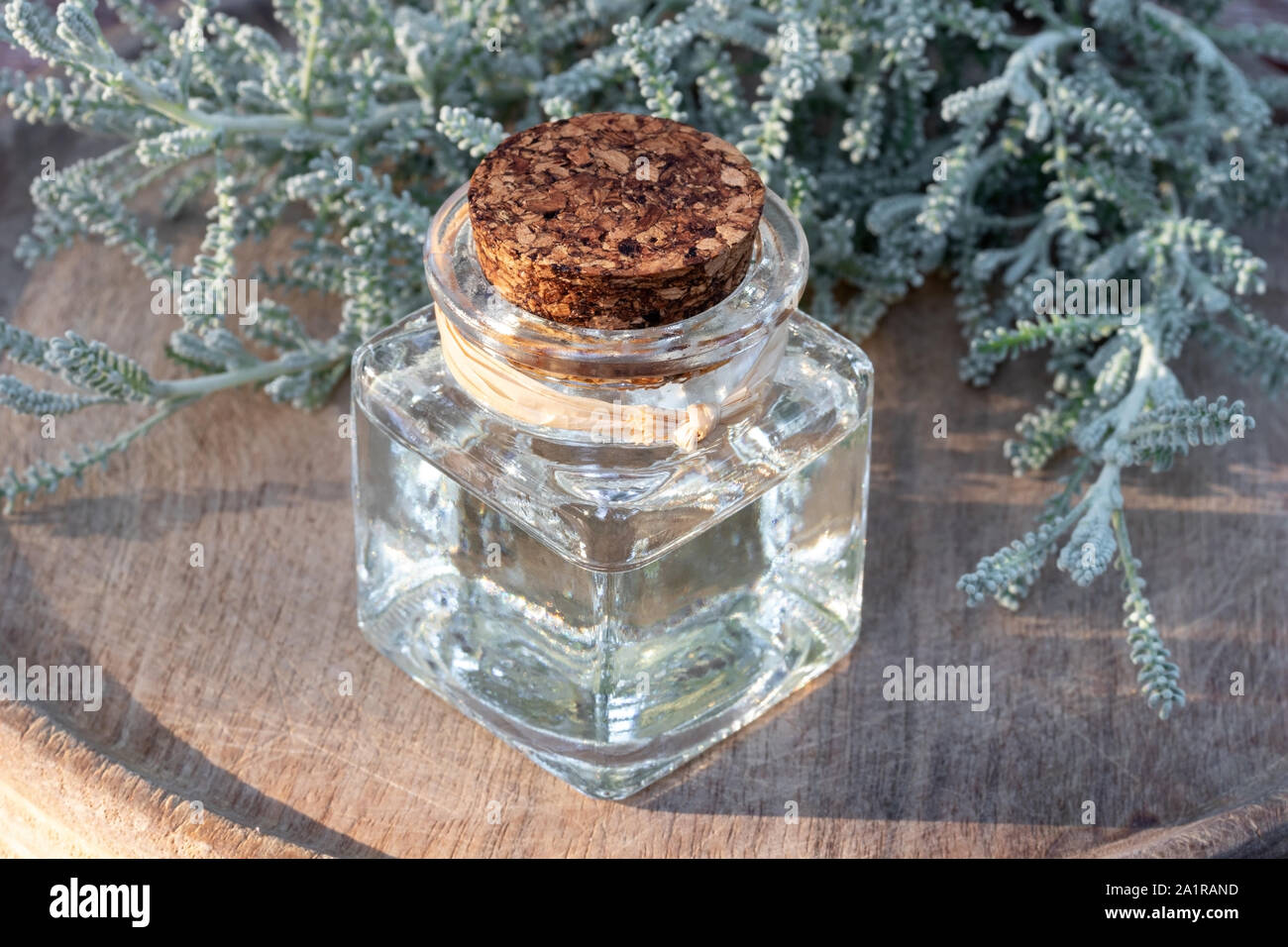 A bottle of essential oil with fresh Santolina chamaecyparissus plant Stock Photo