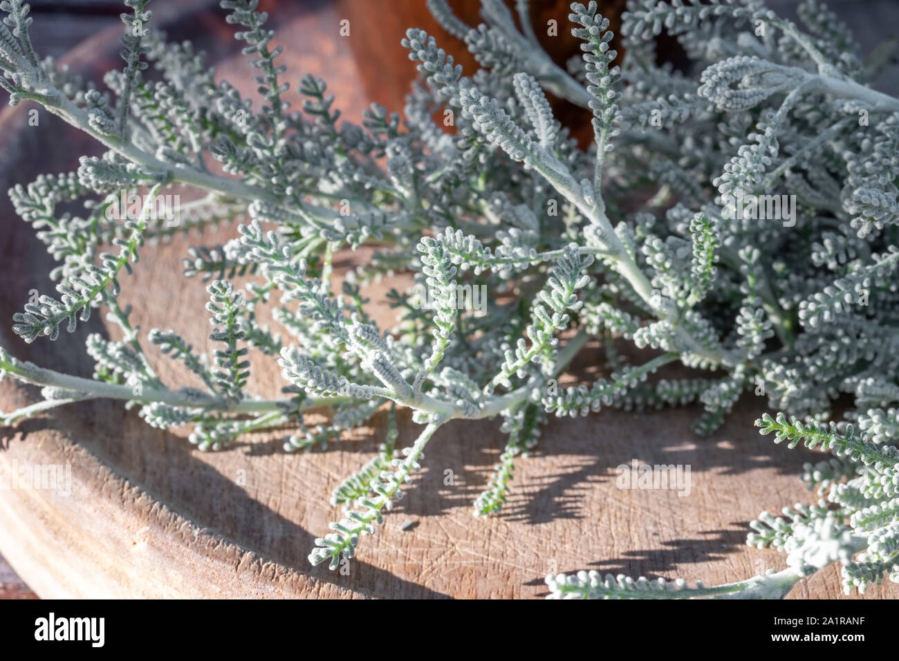 Detail of fresh Santolina chamaecyparissus plant on a table Stock Photo