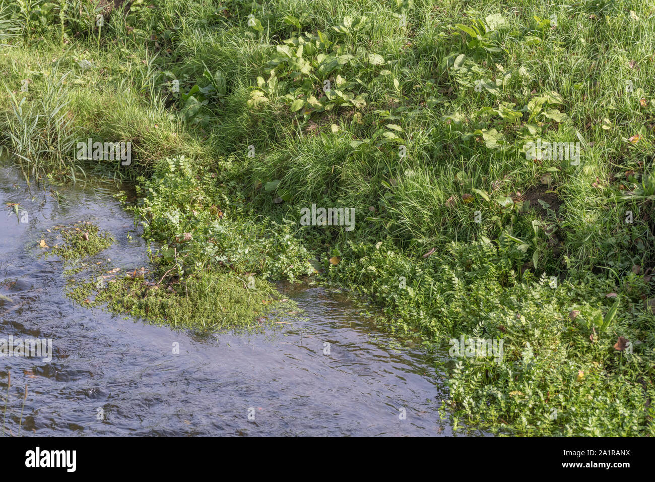 Mass of submerged aquatic weeds in a Cornwall drainage channel. Metaphor blocked, blockage, waterway management, among the weeds. Stock Photo