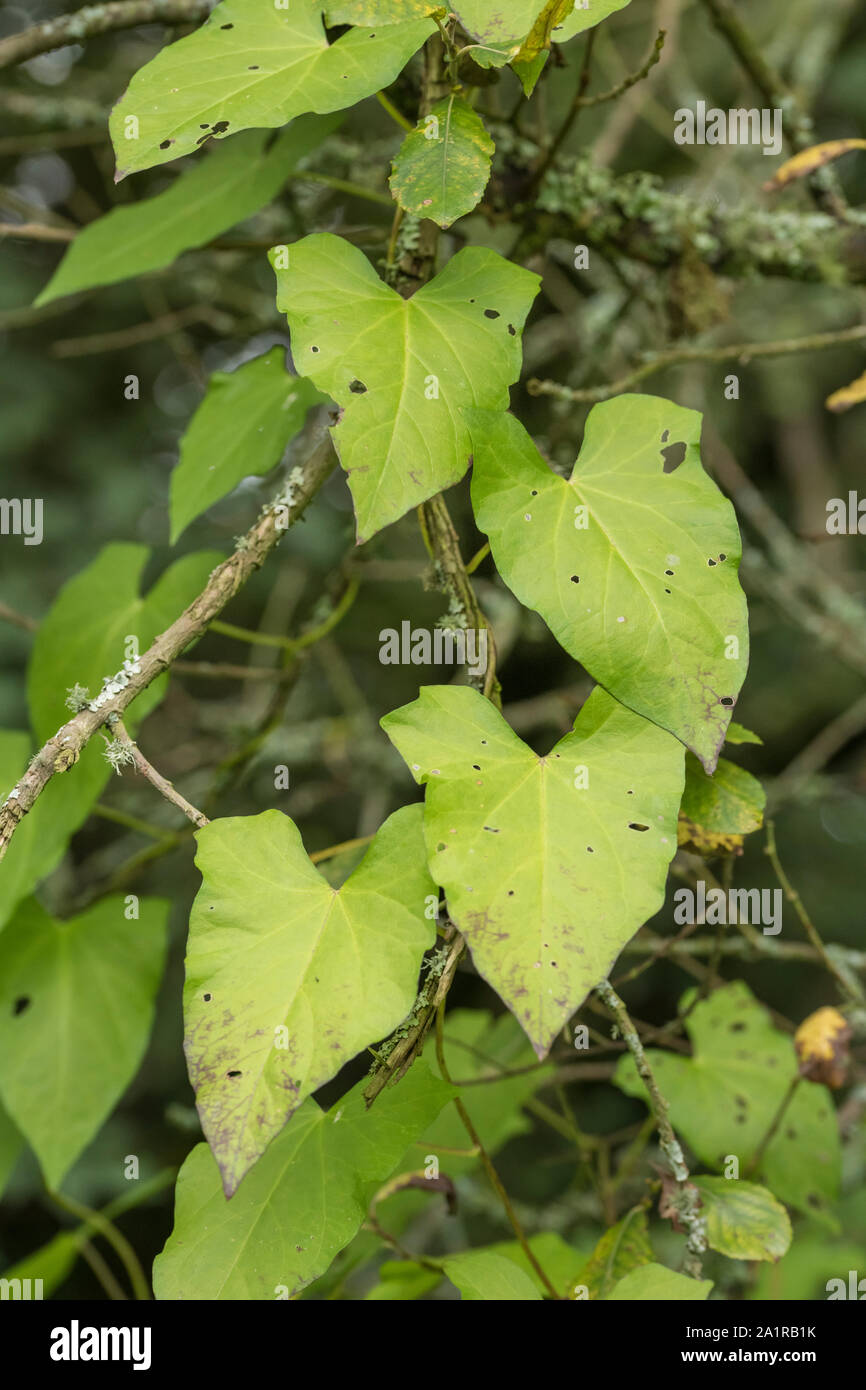 Heckenwinde calystegia sepium hires stock photography and images Alamy