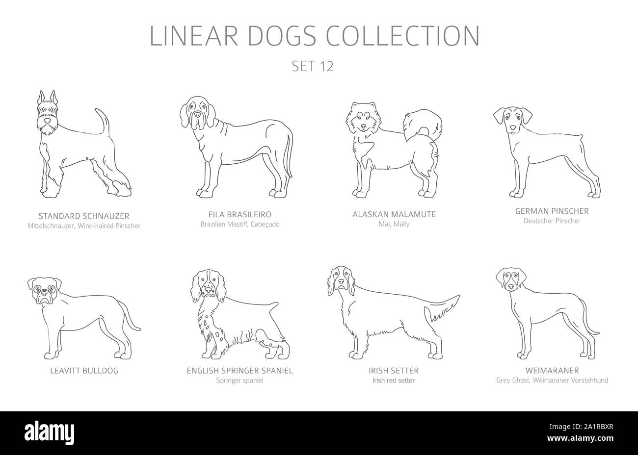 Download Simple Line Dogs Collection Isolated On White Dog Breeds Flat Style Clipart Set Vector Illustration Stock Vector Image Art Alamy