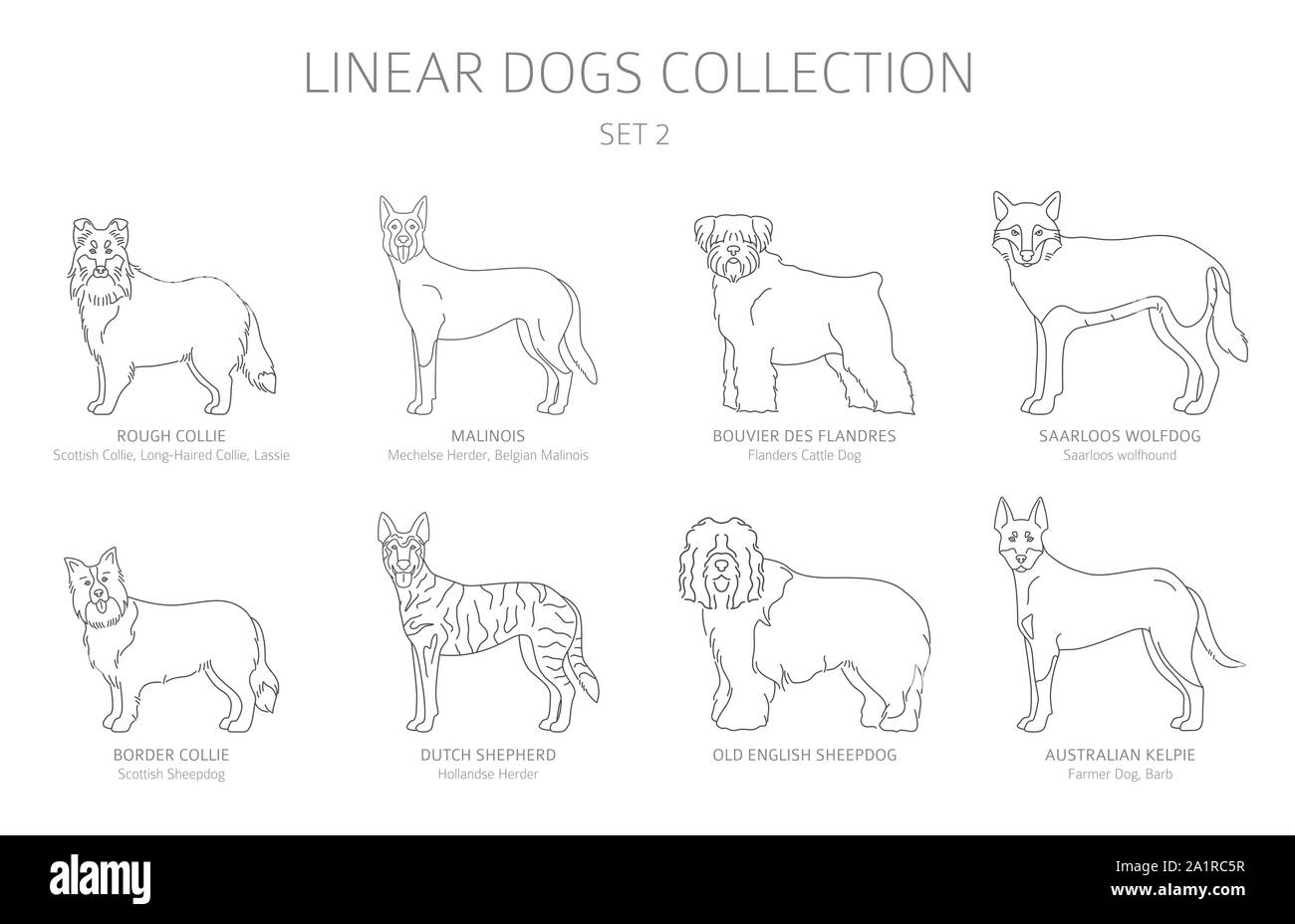 Simple line dogs collection isolated on white. Dog breeds. Flat style clipart set. Vector illustration Stock Vector