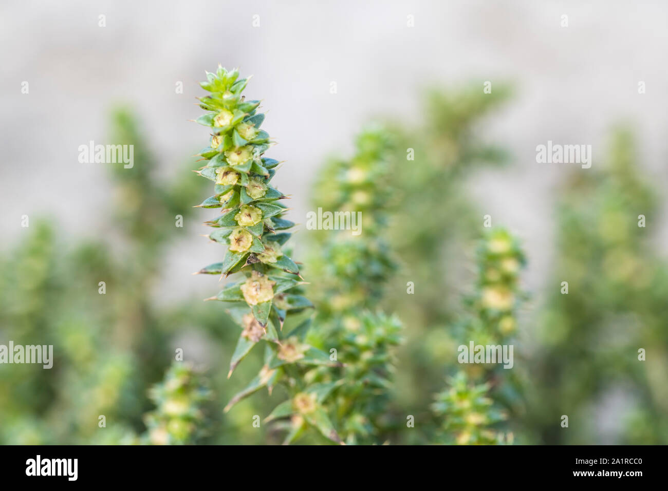 Flowers and autumn (September) foliage / leaves of Prickly Saltwort / Salsola kali on a sandy beach. Once used as a source of soda in glass-making. Stock Photo