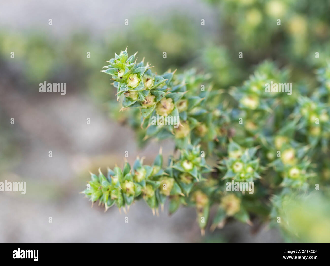 Flowers and autumn (September) foliage / leaves of Prickly Saltwort / Salsola kali on a sandy beach. Once used as a source of soda in glass-making. Stock Photo