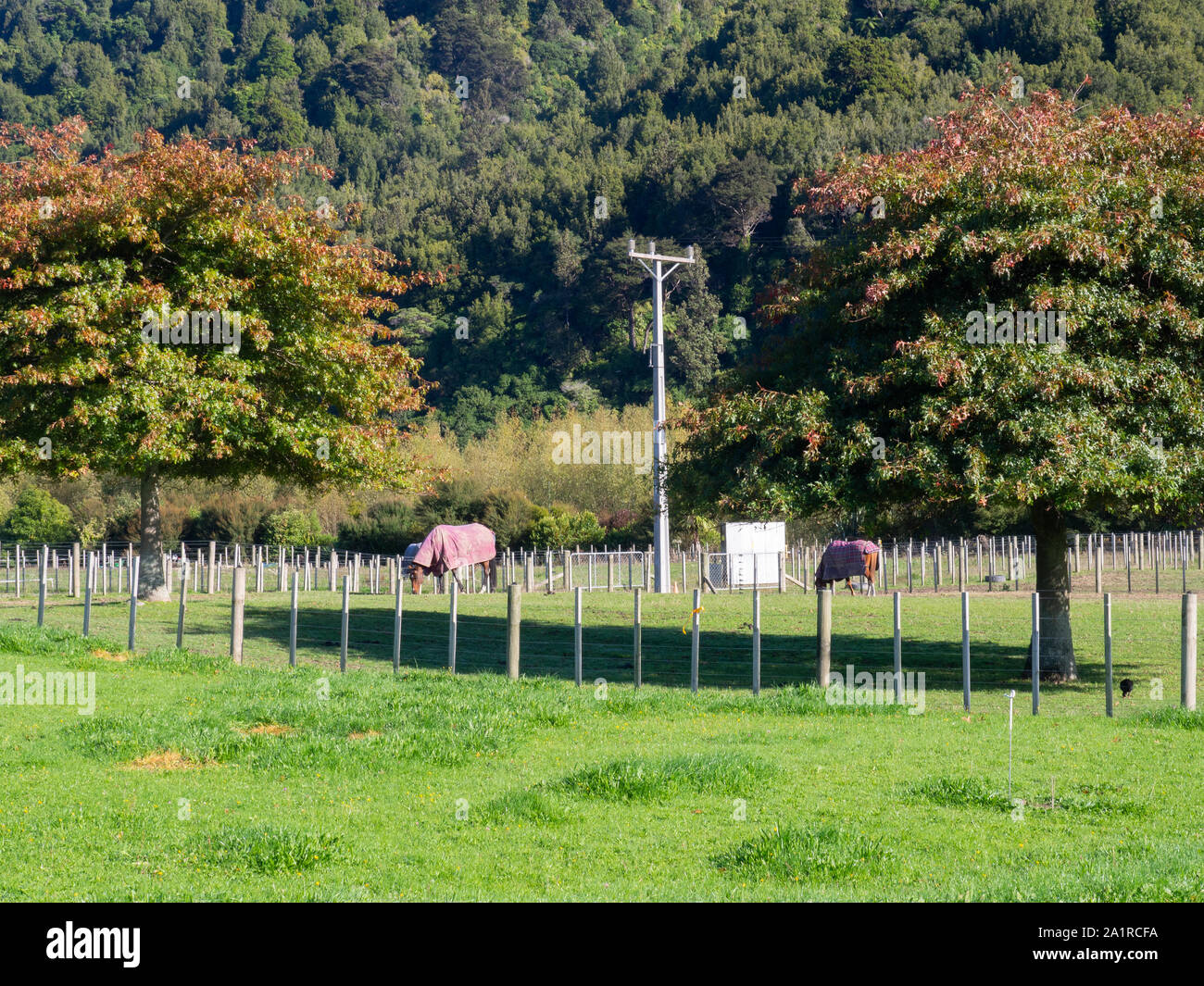 Horses Grazing In A Green Paddock Stock Photo