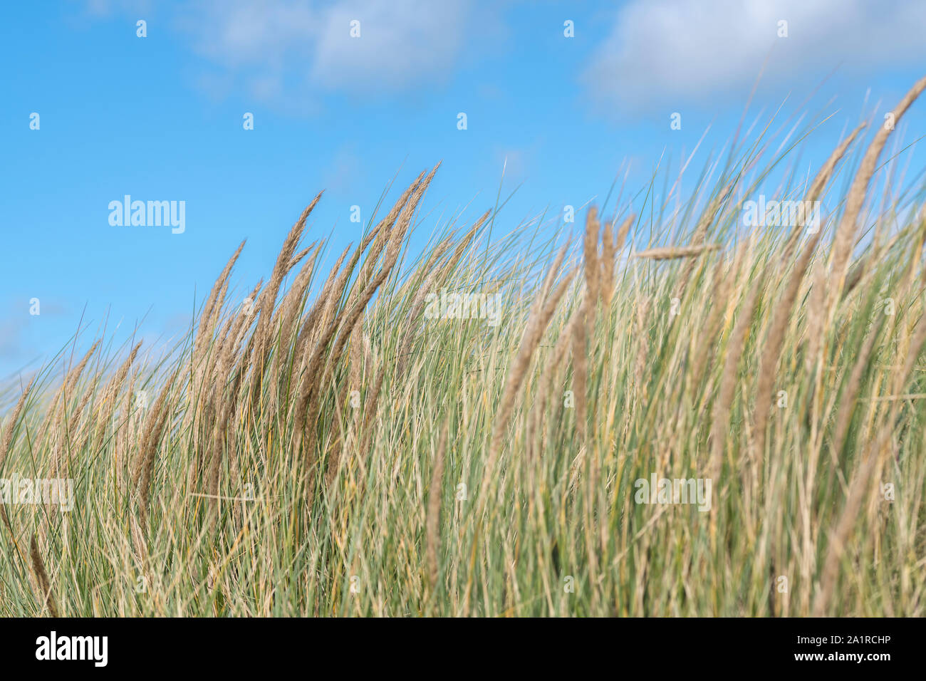 Seeding tufts of the coastal plant Marram Grass / Ammophila arenaria against blue sky with puffy clouds. Marram used to stabilise sand dune systems. Stock Photo