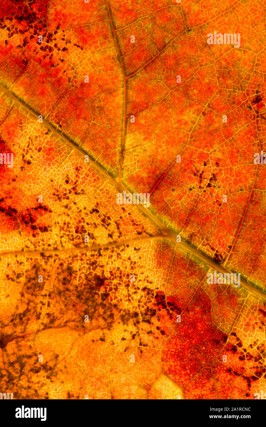 Close up of a dry leaf hi-res stock photography and images - Alamy
