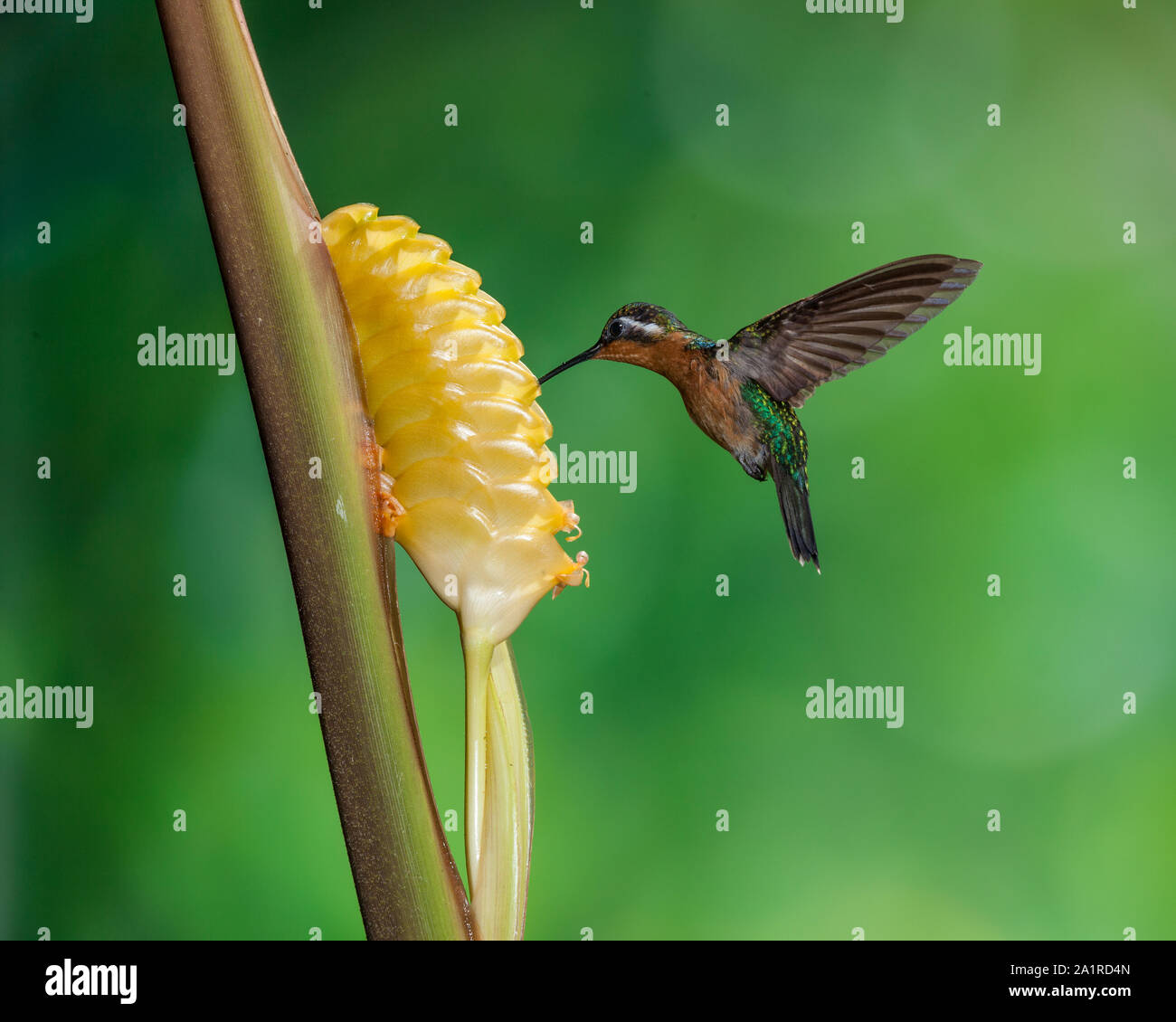 A female Purple-throated Mountain-gem Hummingbird, Lamporis calolaemus, feeds on the nectar of a tropical Rattlesnake Plant in Costa Rica. Stock Photo