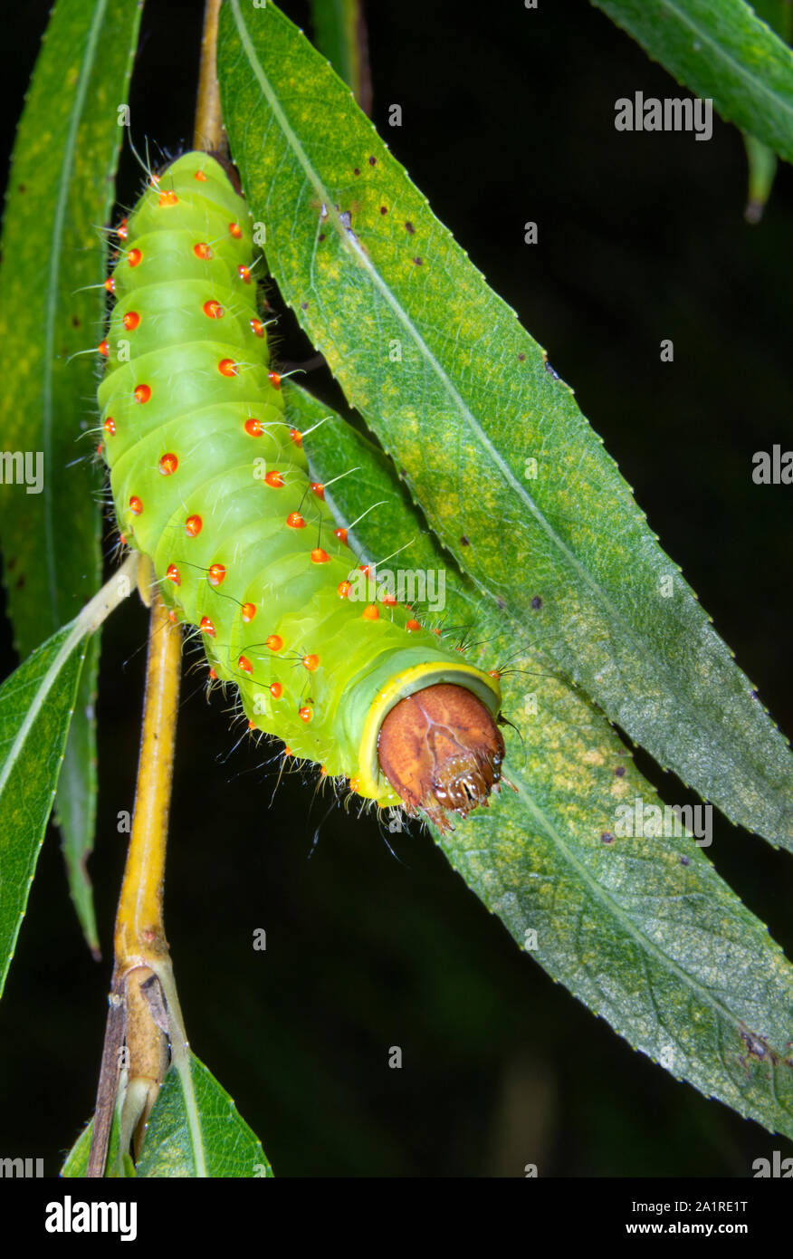 Luna moth (Actias luna) caterpillar on willow, Iowa, USA. Stock Photo