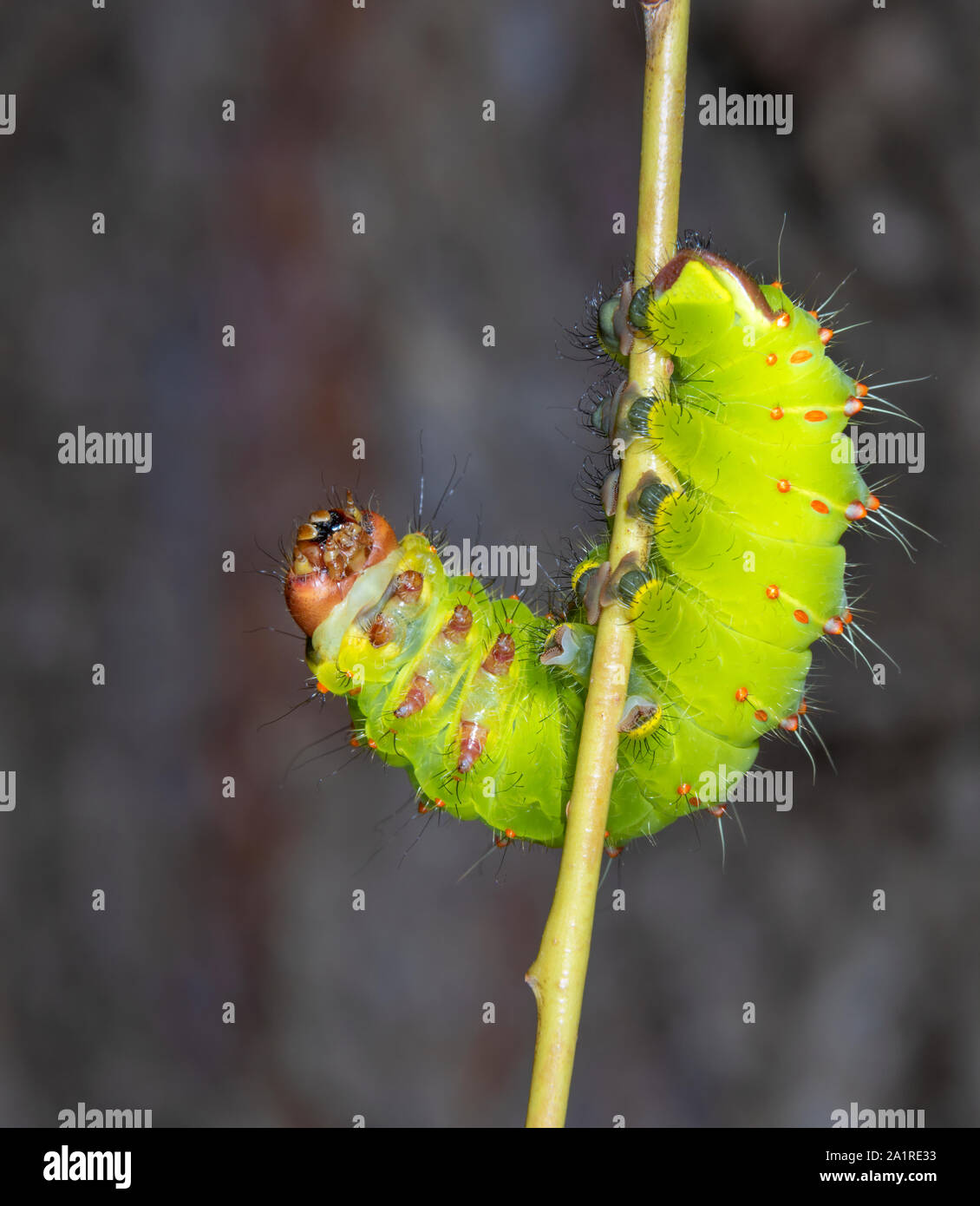 Luna moth (Actias luna) caterpillar turning around on a willow stick, Iowa, USA. Stock Photo