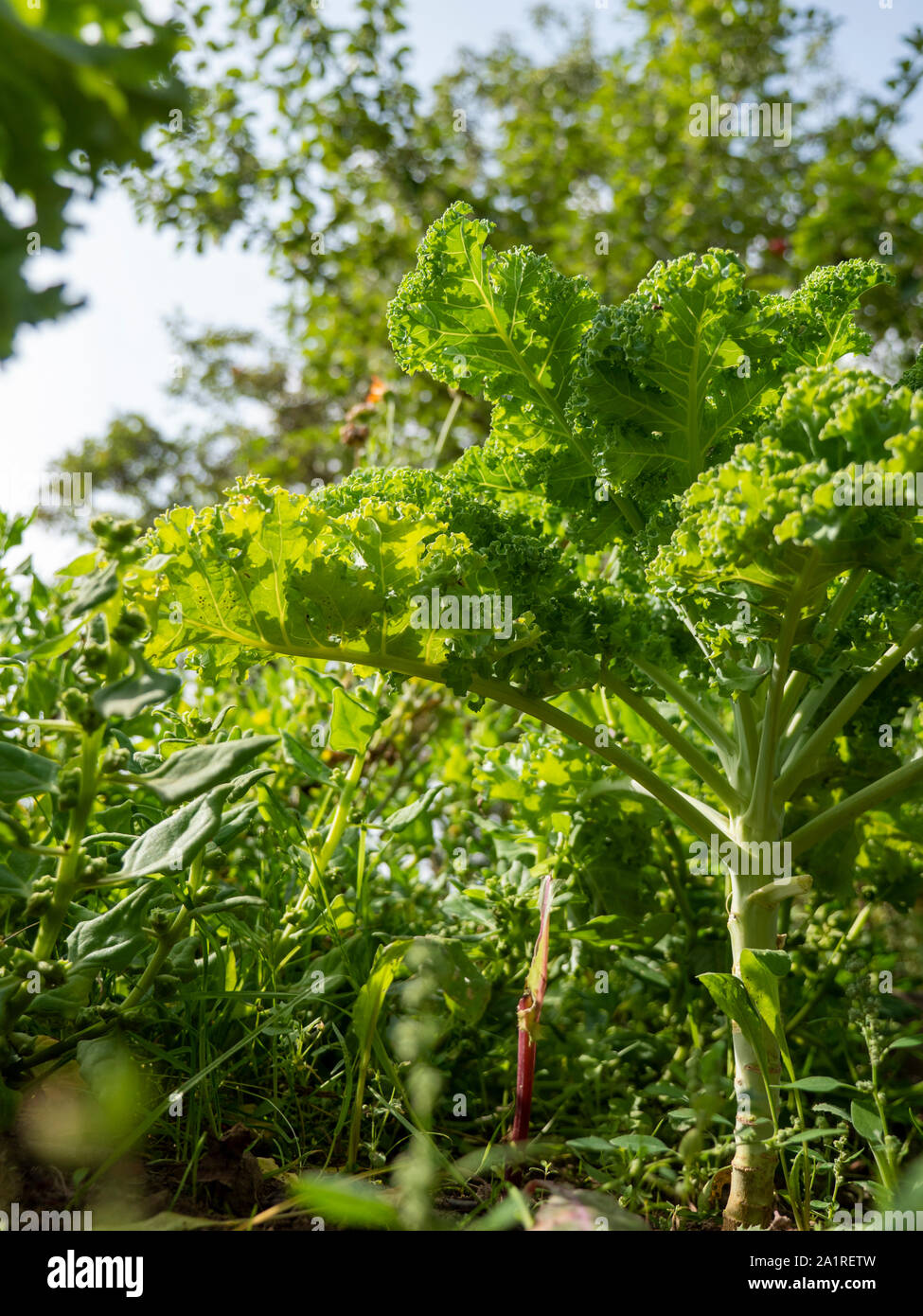 Curly kale growing in a vegetable garden with New Zealand spinach (Tetragonia tetragonioides) in the background. Stock Photo