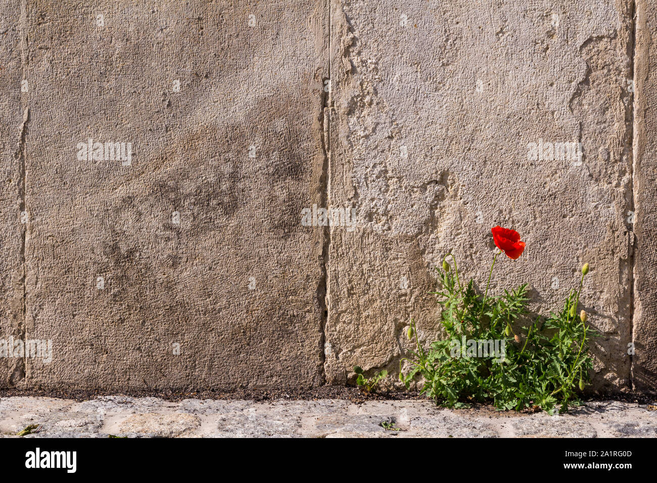 Corn poppy (Papaver rhoeas) growing grows from stones of building Stock Photo