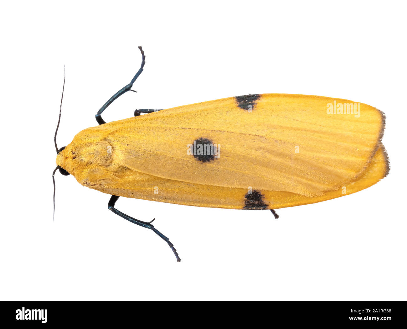 Yellow moth hi-res stock photography and images - Alamy
